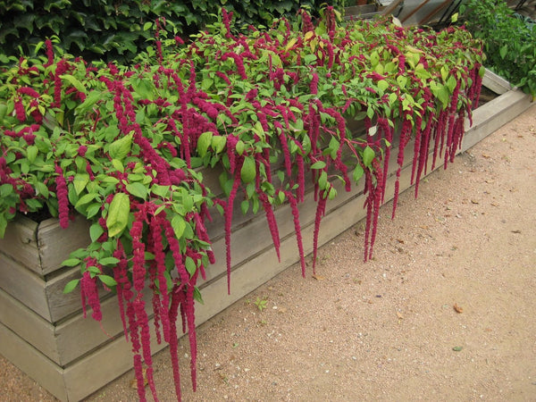 Love Lies Bleeding Seeds - For 2026 Planting Non-GMO Heirloom Herbs