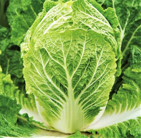 chinese cabbage succulent Matsushima Chinese Napa Cabbage Seeds - For 2026 Planting USA Grown