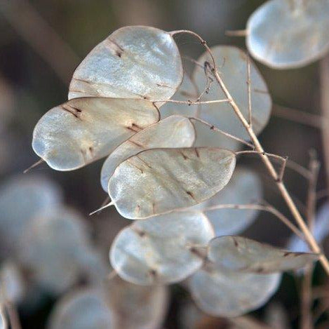 money plant seed germination Money Plant (Lunaria)