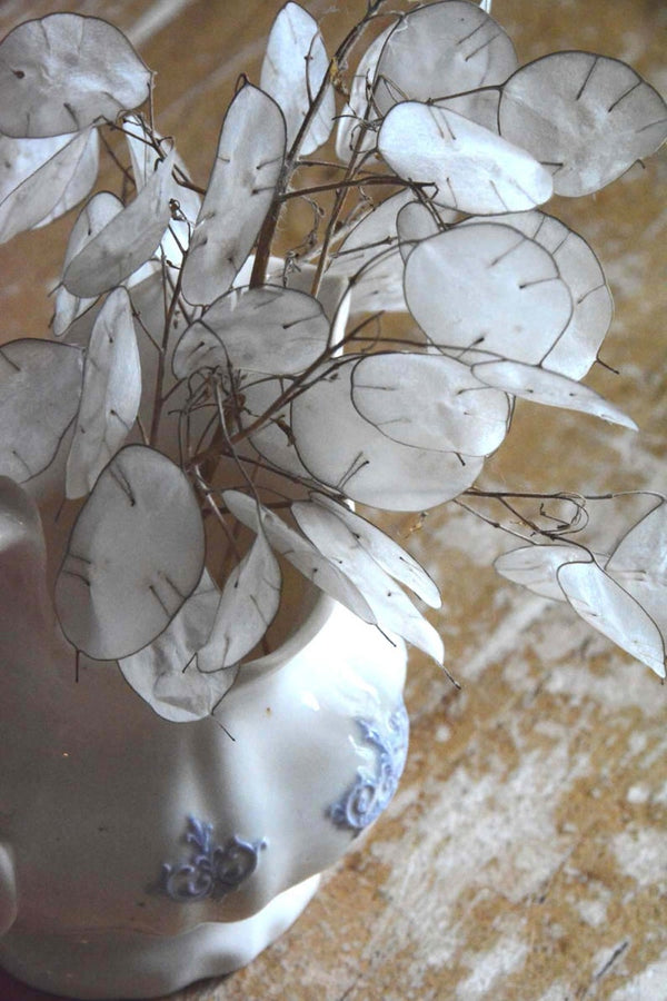 Money Plant (Lunaria) Seeds - For 2026 Planting Non-GMO Heirloom