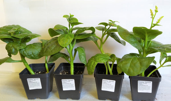 Giant Malabar Spinach Seeds - For 2026 Planting USA Garden Green