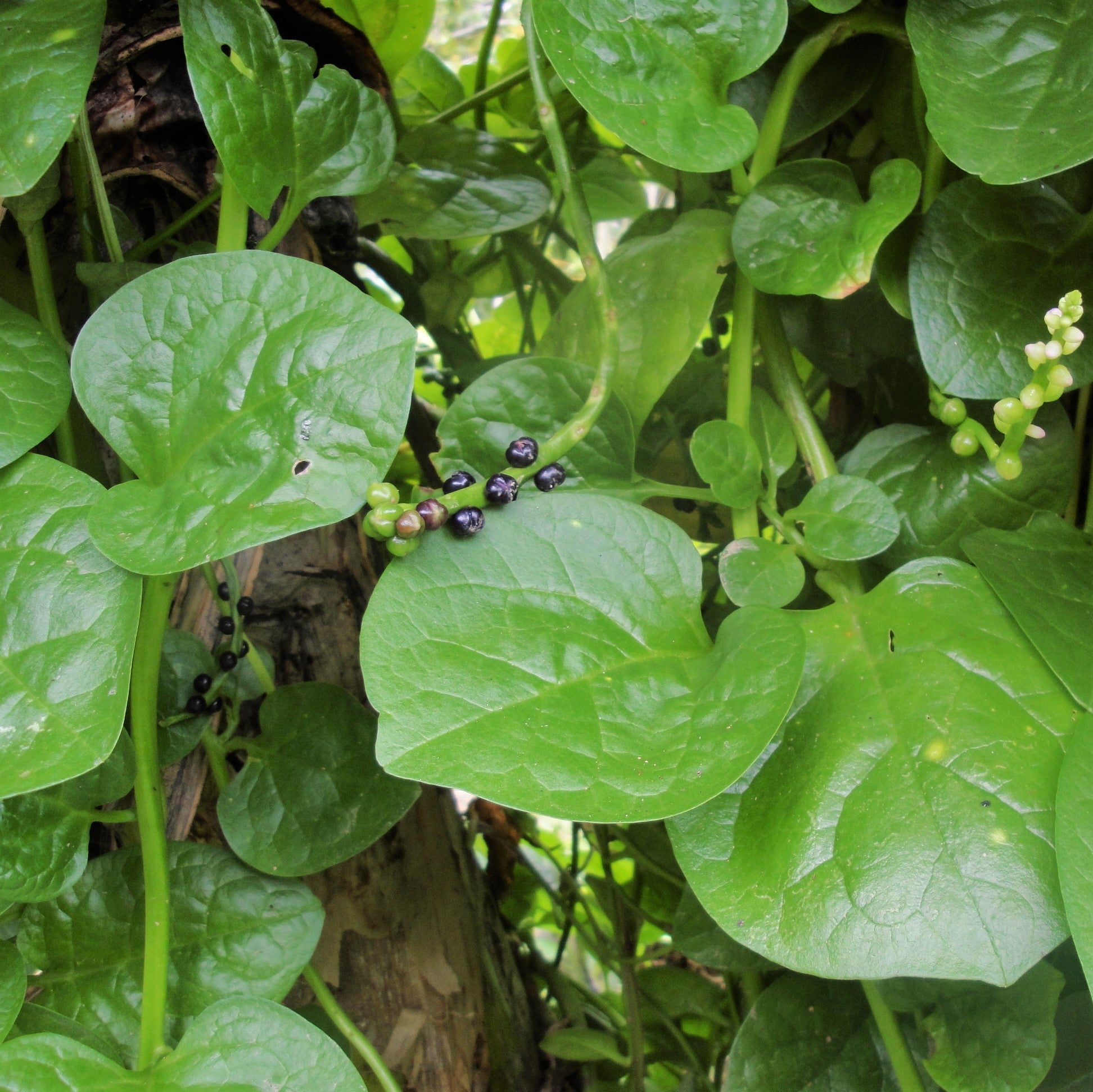 Giant Malabar Spinach Seeds - For 2026 Planting USA Garden Green