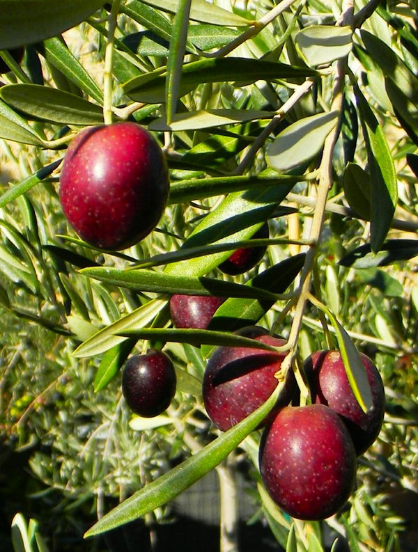Canino Olive Tree