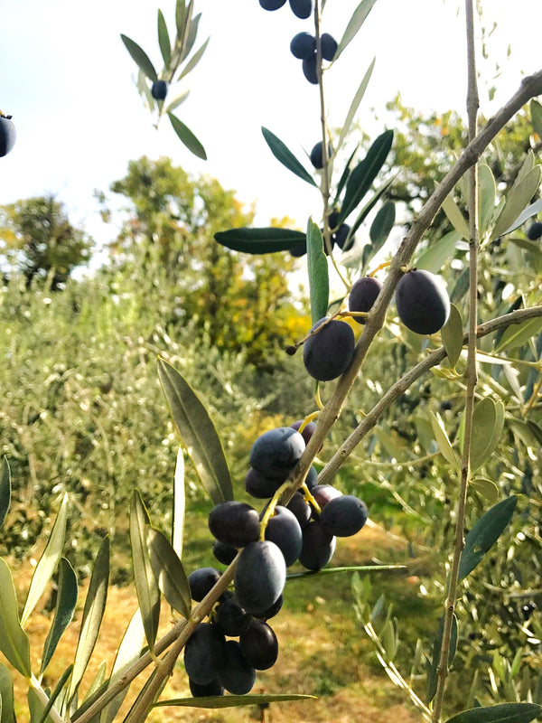 Canino Olive Tree