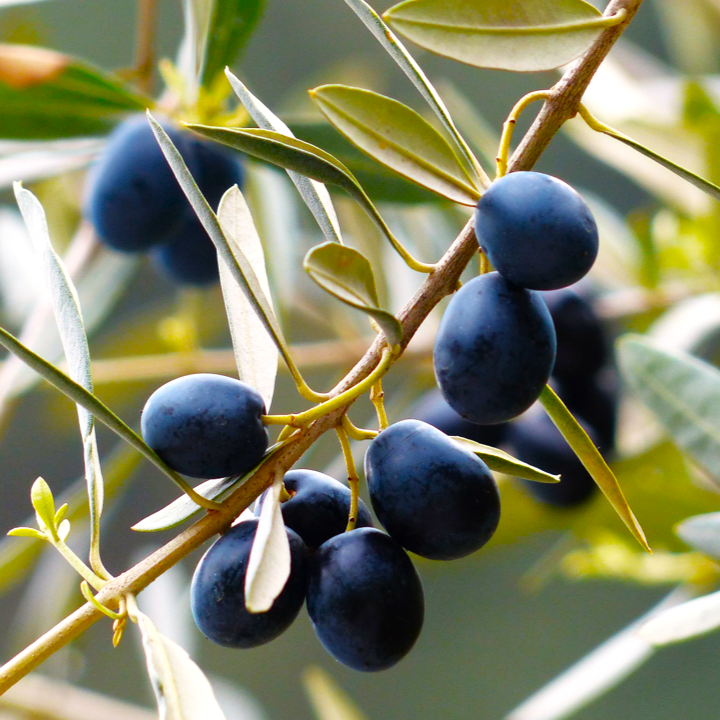 Canino Olive Tree Seeds - For 2026 Planting Canina Tuscan