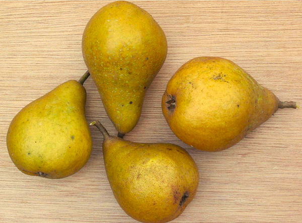 Bartlett Pear Tree