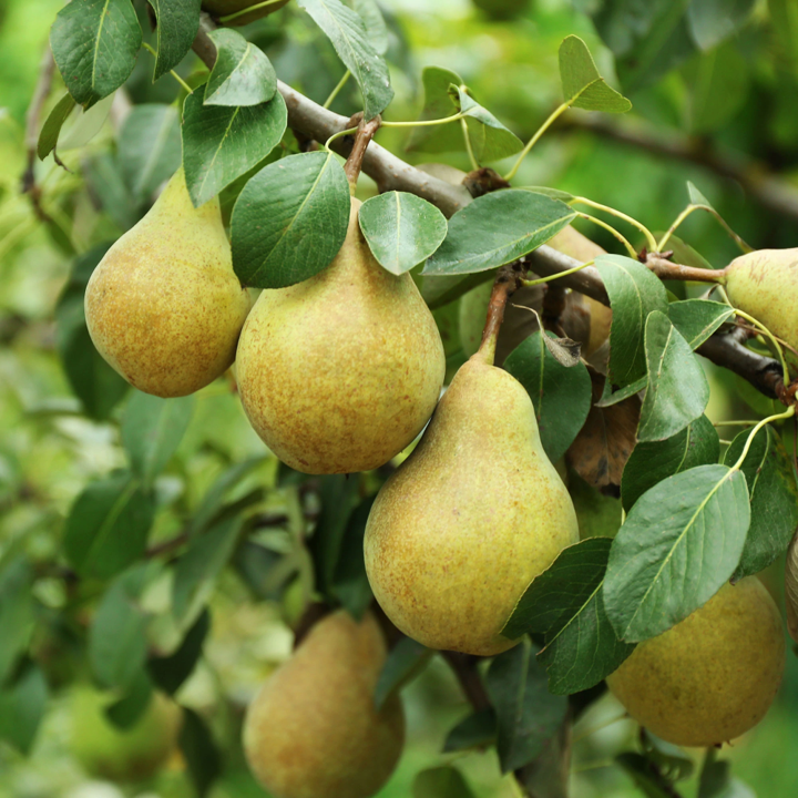 Pear Fruting Tree Bartlett Pear Tree Seeds | Williams Common Domestic European Pears ...