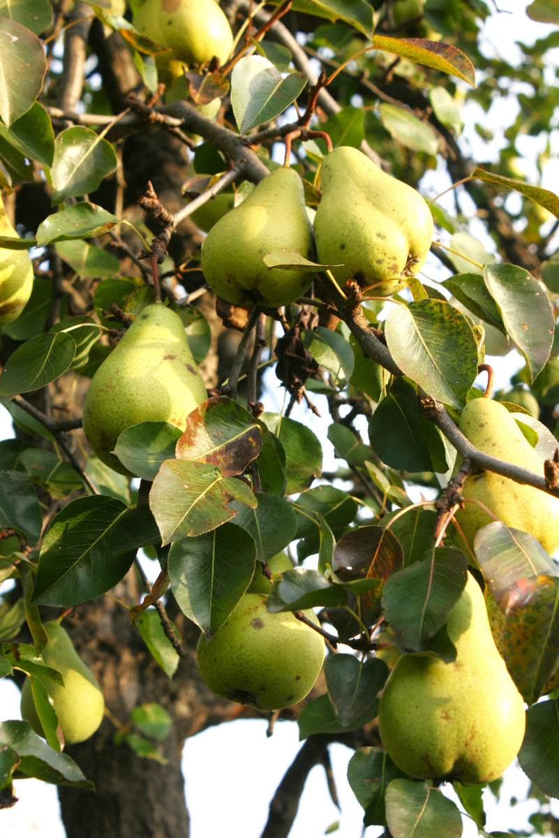 Bartlett Pear Tree Seeds | Williams Common Domestic European Pears ...