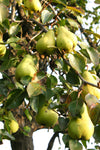 Bartlett Pear Tree