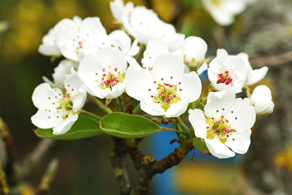 Bartlett Pear Tree