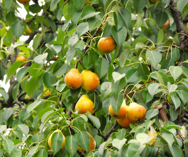 Bartlett Pear Tree