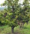 Bartlett Pear Tree