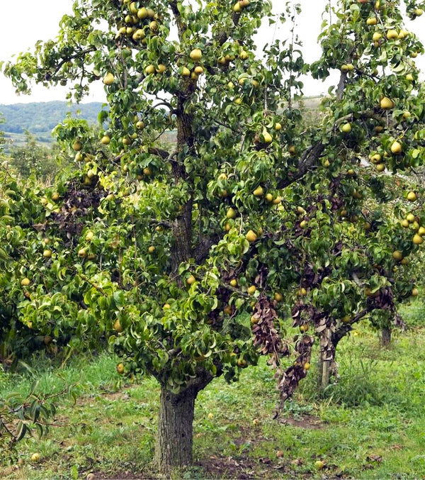 Bartlett Pear Tree