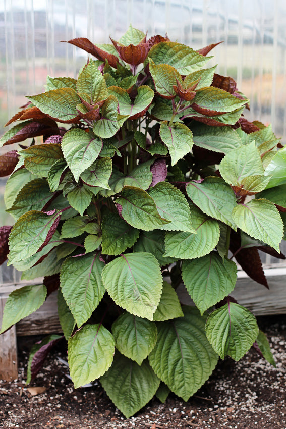 Vietnamese Perilla (Shiso) Seeds - For 2026 Planting Jeok Ssam Ip La