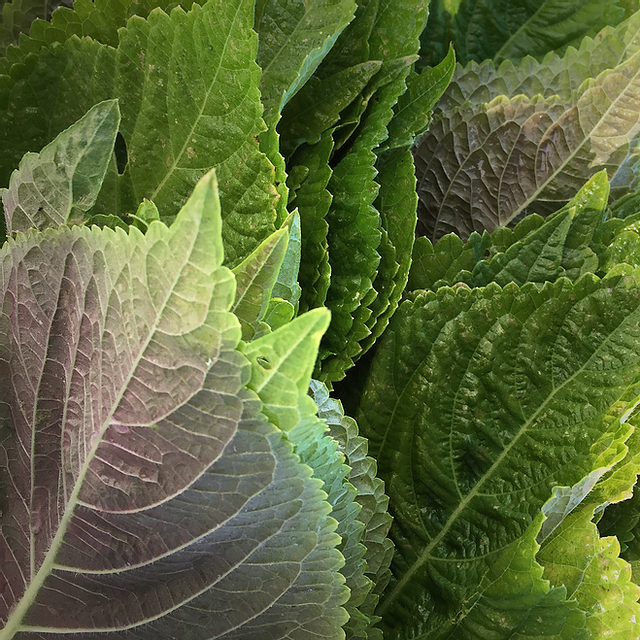 shiso perilla plant Korean Perilla (Shiso) Seeds - For 2025 Planting Kaennip Sesame
