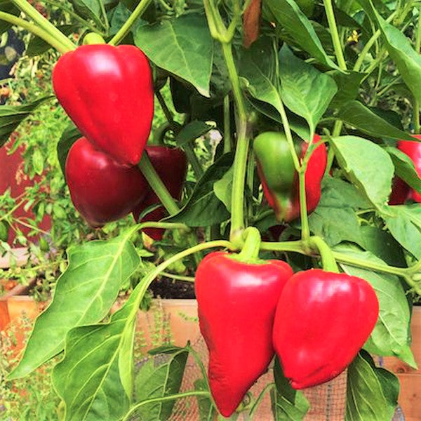 Pimento Pepper Seeds | Pimiento 100 Scoville Units Mild Sweet Pepper ...