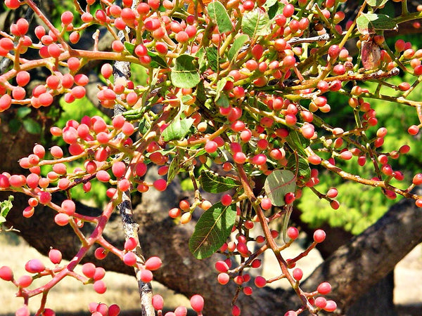 planting pistachio seeds Pistachio Tree Seeds - For 2026 Planting Pistacia Vera Green Pista