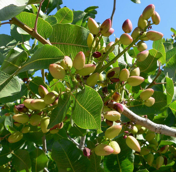 planting pistachio seeds Pistachio Tree Seeds - For 2026 Planting Pistacia Vera Green Pista