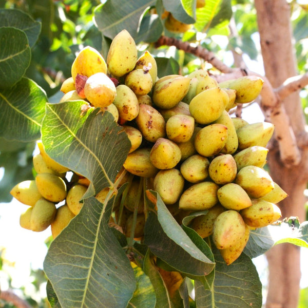 Pistachio Tree Seeds - For 2026 Planting Pistacia Vera Green Pista