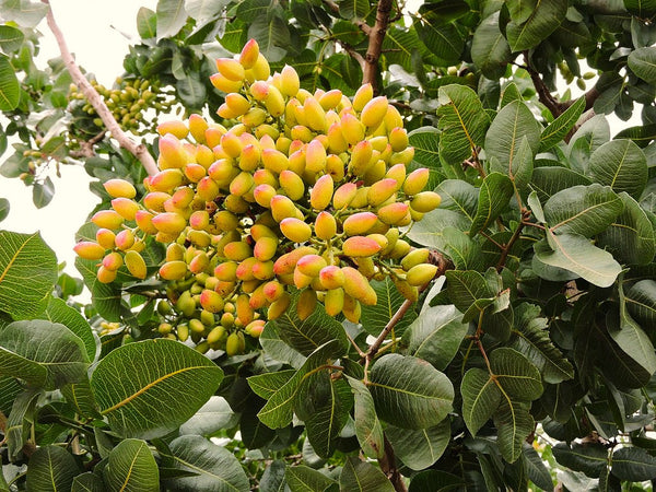 Pistachio Tree Seeds - For 2026 Planting Pistacia Vera Green Pista