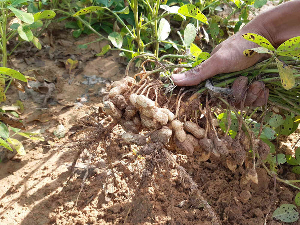 jumbo peanut seeds for planting Jumbo Bailey Virginia Peanut Seeds - For 2026 Planting Top Producer