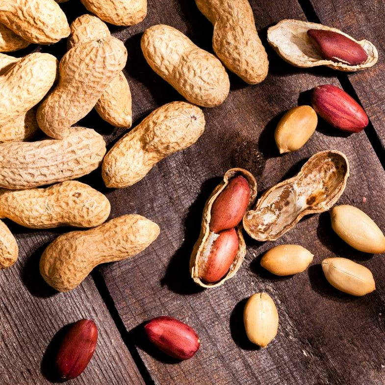 Jumbo Bailey Virginia Peanut Seeds - For 2026 Planting Top Producer