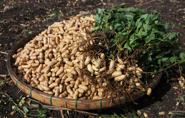 jumbo peanut seeds for planting Jumbo Bailey Virginia Peanut Seeds - For 2026 Planting Top Producer