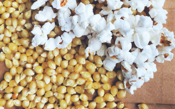 white popcorn seeds for planting Japanese White Hulless Popcorn Ornamental Corn Seeds - For 2026 Planting
