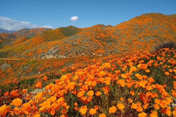 orange poppy seeds for planting Giant Orange California Poppy Seeds - For 2026 Planting Eschscholzia