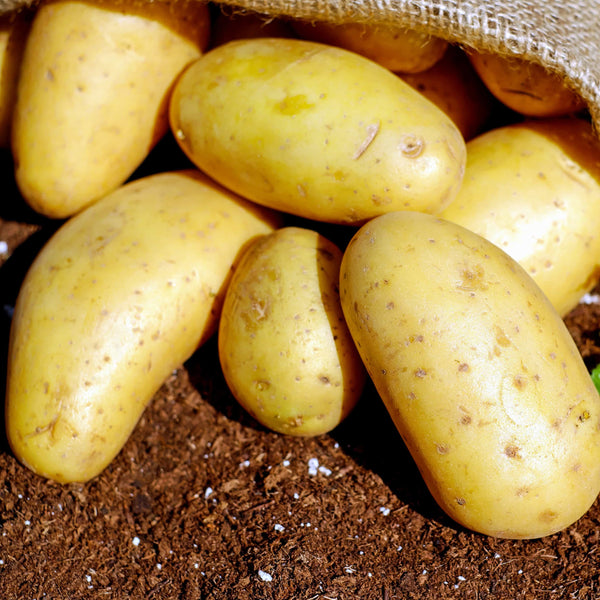 planting yukon gold seed potatoes PRE-ORDER NOW! SHIPS APRIL 2026 - Yukon Gold Seed Potatoes Seeds