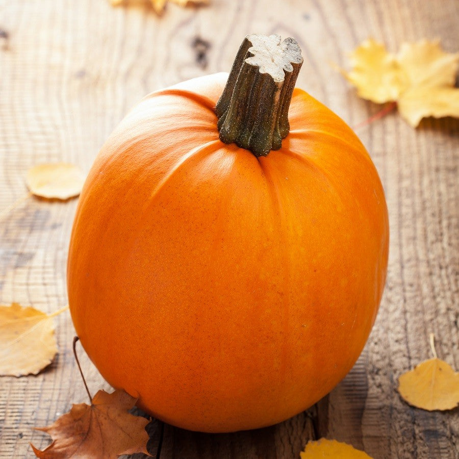 sugar pumpkin seeds to plant Pumpkin Pie Sugar Pumpkin Seeds - For 2026 Planting USA Garden