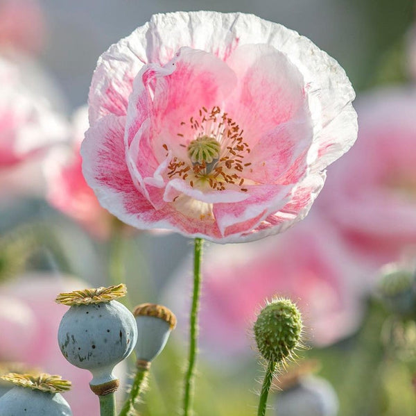 Ferry-Morse Poppy Shirley Double Mixed Colors Flower Seed 6334 - The Ferry-Morse Poppy Shirley Double Mixed Colors Flower Seed 6334 - The