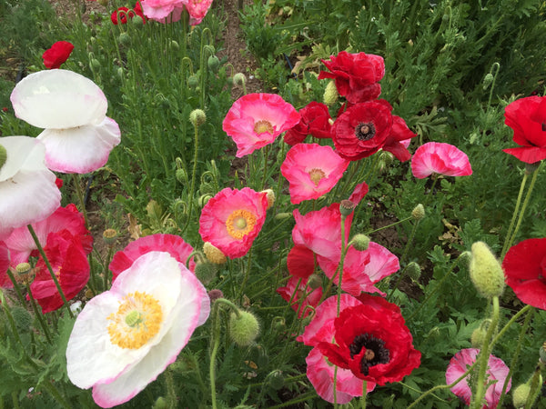 planting shirley poppy seeds Double Mix Shirley Poppy Seeds - For 2025 Planting Pink White Red