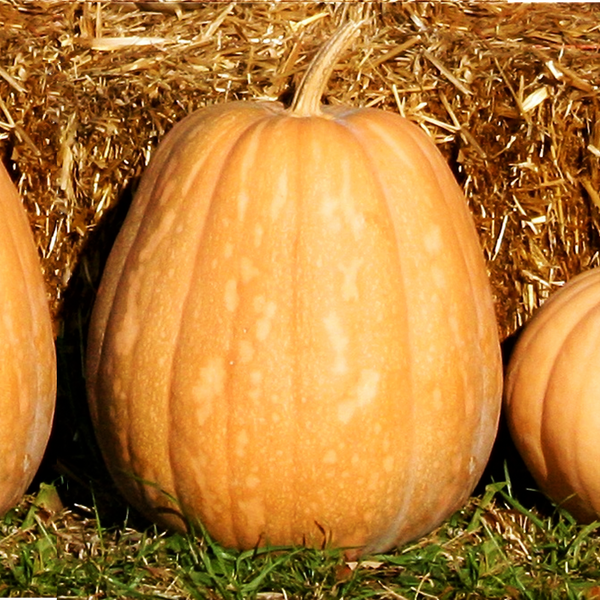 Pumpkinsさん専用 Dickinson Pumpkin (Kentucky Field) Seeds - For 2026 Planting Patch