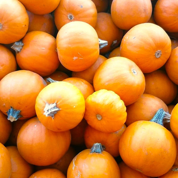 small pumpkin seeds for planting Wee-B-Little Pumpkin Seeds - For 2026 Planting Miniature Orange