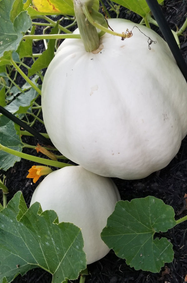 Casper White Pumpkin Seeds - For 2026 Planting Heirloom Fall