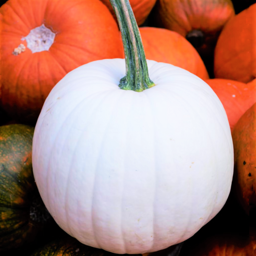 Casper White Pumpkin Seeds - For 2026 Planting Heirloom Fall Casper White Pumpkin Seeds - For 2026 Planting Heirloom Fall