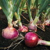 Karmen Red Onion Sets (Bulbs)