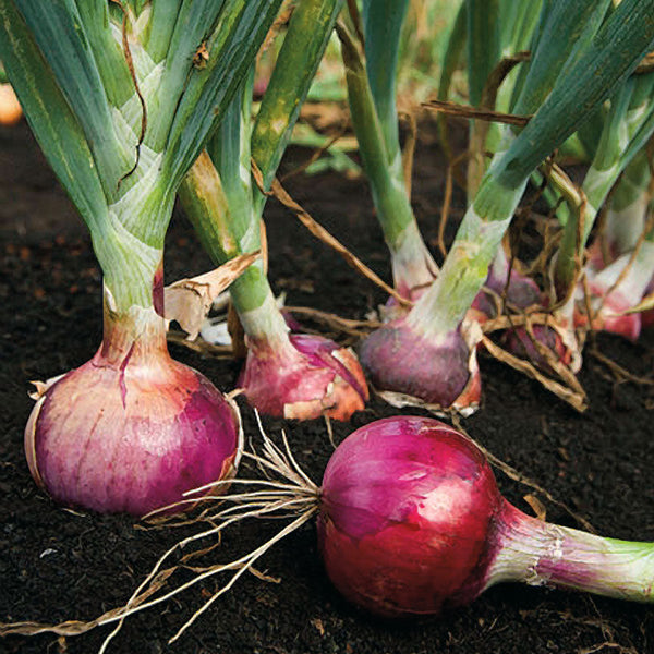 Karmen Red Onion Sets (Bulbs)