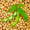 Yellow Soybean