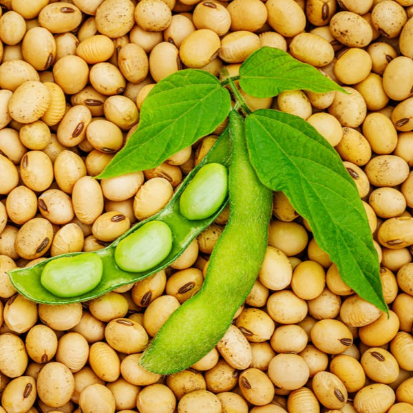 Yellow Soybean