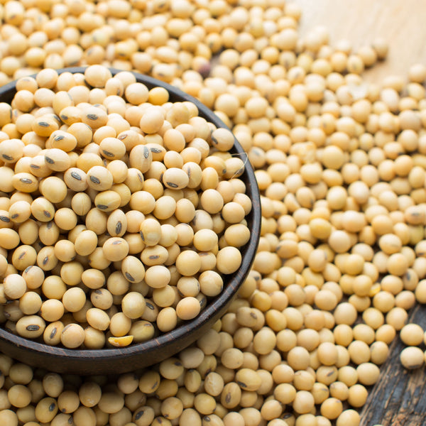 Yellow Soybean
