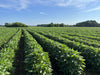 Yellow Soybean