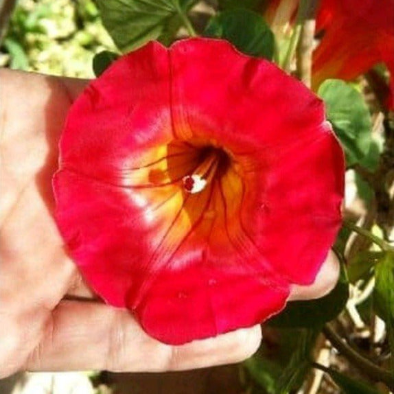 morning glory scarlett o'hara seeds Scarlett O' Hara Morning Glory Seeds - For 2026 Planting Non-GMO USA