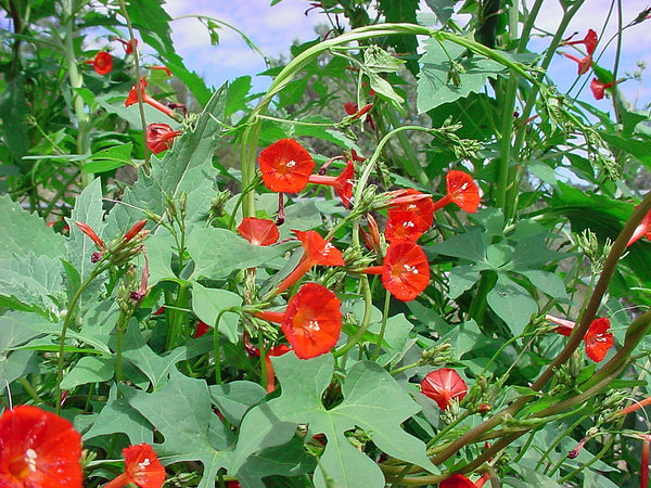 morning glory scarlet o'hara seeds Scarlett O' Hara Morning Glory Seeds - For 2026 Planting Non-GMO USA