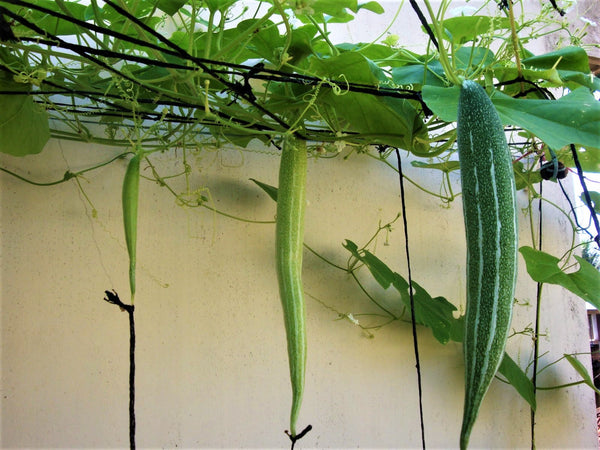 Buag Ngu Snake Gourd Seeds - For 2026 Planting White Striped Green