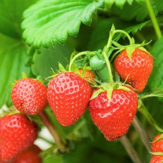 Honeoye Strawberry Bare Roots (Junebearing) Seeds - For 2026 Planting