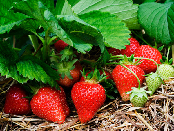 honeoye strawberry seeds Honeoye Strawberry Bare Roots (Junebearing) Seeds - For 2026 Planting
