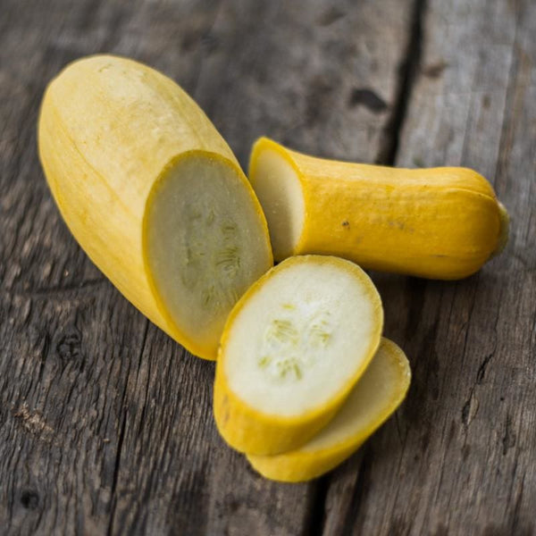 Yellow Straightneck Squash Seeds - For 2026 Planting Straight Neck |  TomorrowSeeds