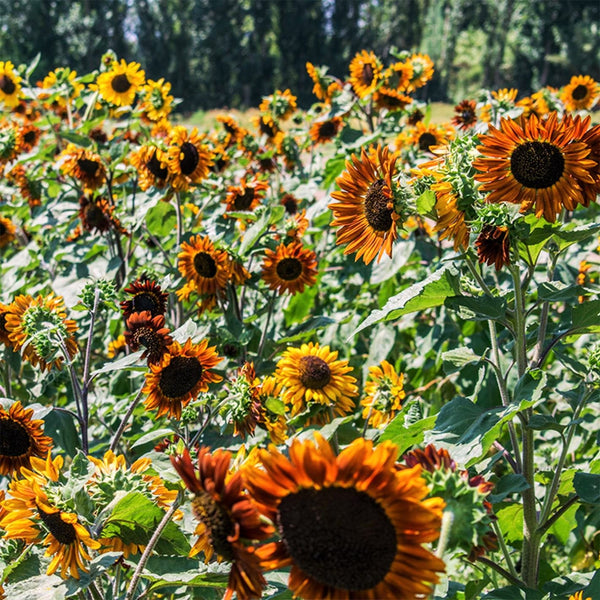 planting sunflowers with earthway seeder Bulk Sunflower Seeds
